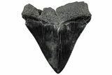 Serrated, Fossil Megalodon Tooth - South Carolina #307553-1